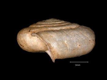 Media type: image;   Malacology 167225 Aspect: lateral
